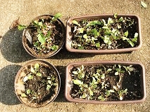 �R���|�X�g